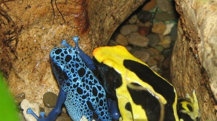 Poison Dart Frogs Dendrobates tinctorius and Dendrobates azureus  | © Public Domain / Wikimedia Commons / Ltshears