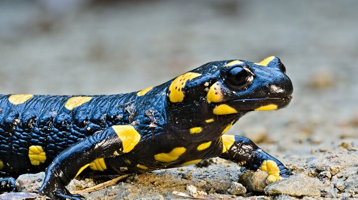 Feuersalamander | © Petar Milošević, Wikimedia Commons, CC-BY-SA-4.0